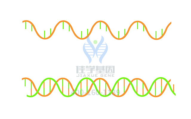 【佳学基因检测】需要多长时间可以拿Renpenning综合征基因解码、基因检测报告? 【佳学基因检测】需要多长时间可以拿Renpenning综合征基因解码、基因检测报告?