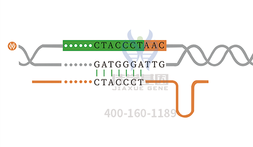 【佳学基因检测】如何做多发胃肠道闭锁基因解码、基因检测？