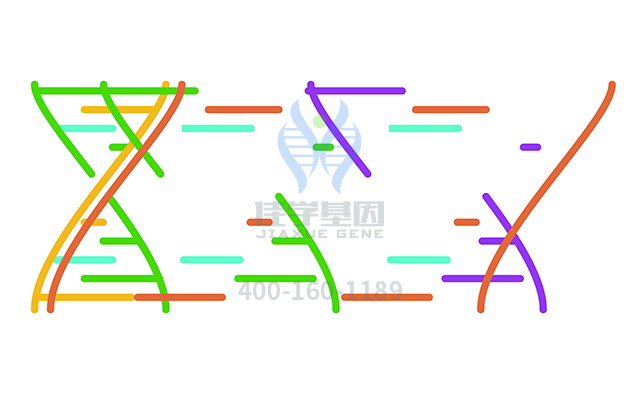 【佳学基因检测】18-甲三烯炔诺酮基因检测 【佳学基因检测】18-甲三烯炔诺酮基因检测