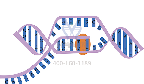 【佳学基因检测】做外胚层发育异常/矮小症候群基因解码、基因检测需要多少钱? 【佳学基因检测】做外胚层发育异常/矮小症候群基因解码、基因检测需要多少钱?