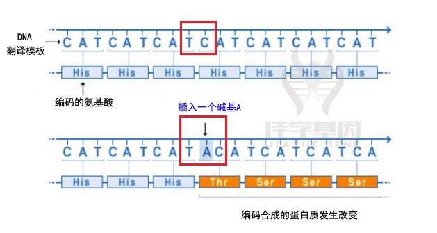 【佳学基因检测