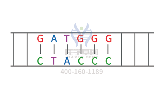 【佳学基因检测】阿洛那基因检测 【佳学基因检测】阿洛那基因检测
