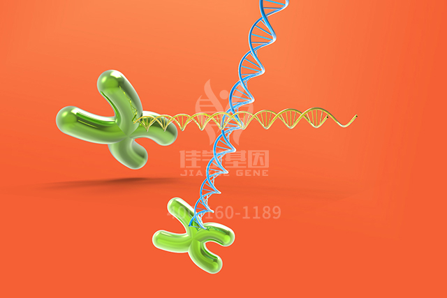 【佳学基因检测】基因检测确定可以从Bevacizumab靶向药物治疗获益的卵巢癌患者 【佳学基因检测】基因检测确定可以从Bevacizumab靶向药物治疗获益的卵巢癌患者