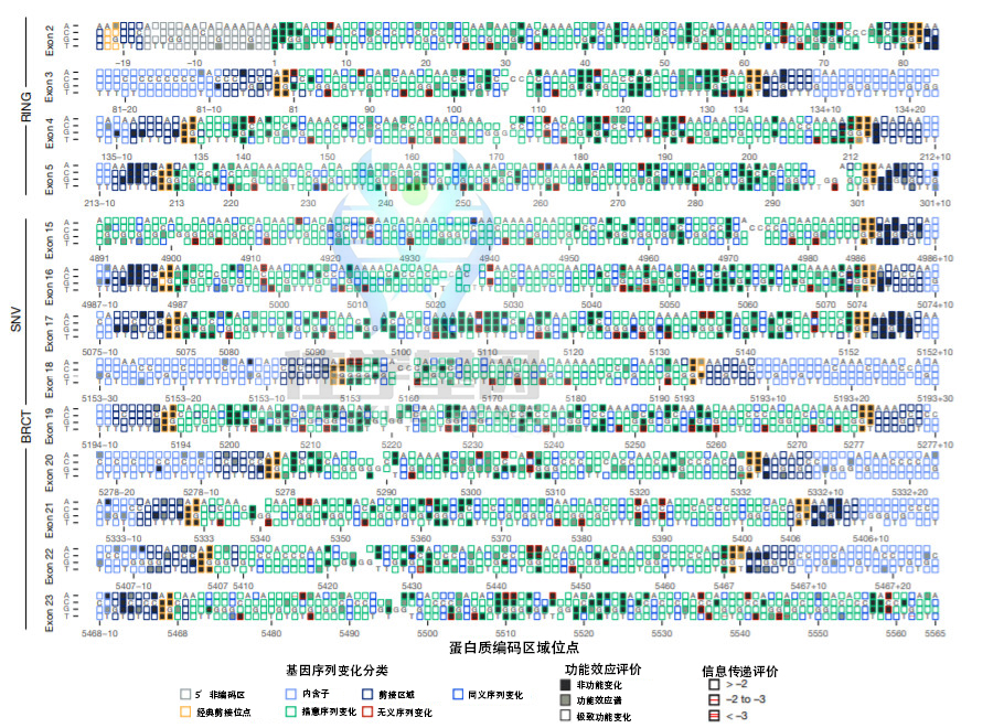 【佳学基因检测】开发高速验证基因解码结果的技术：基因检测加速退出