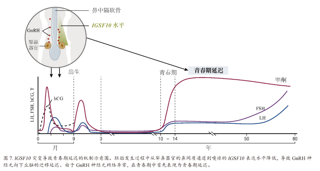 【佳学基因检测】青春期延迟的多种表现及其基因解码、基因检测的重要作用 【佳学基因检测】青春期延迟的多种表现及其基因解码、基因检测的重要作用