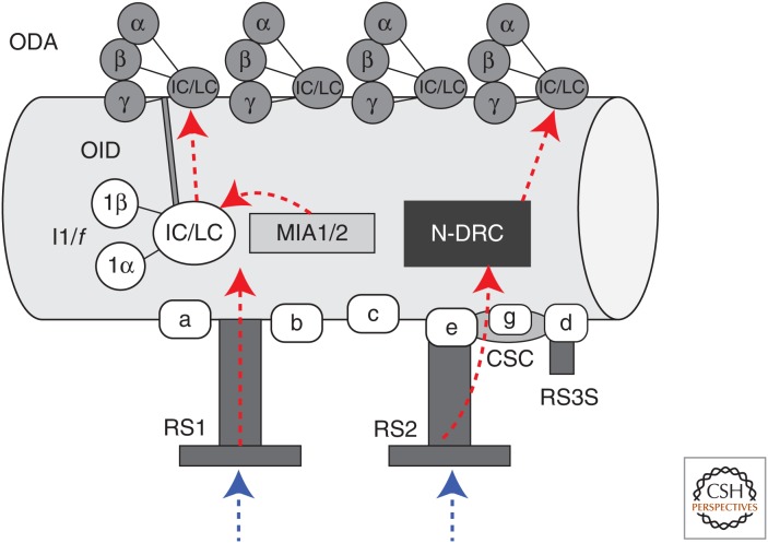 【佳学基因检测】缺乏外动力蛋白臂基因检测 【佳学基因检测】缺乏外动力蛋白臂基因检测