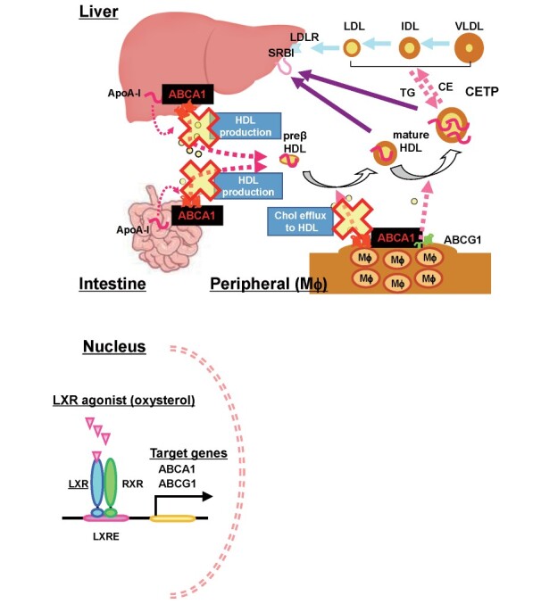【佳学基因检测