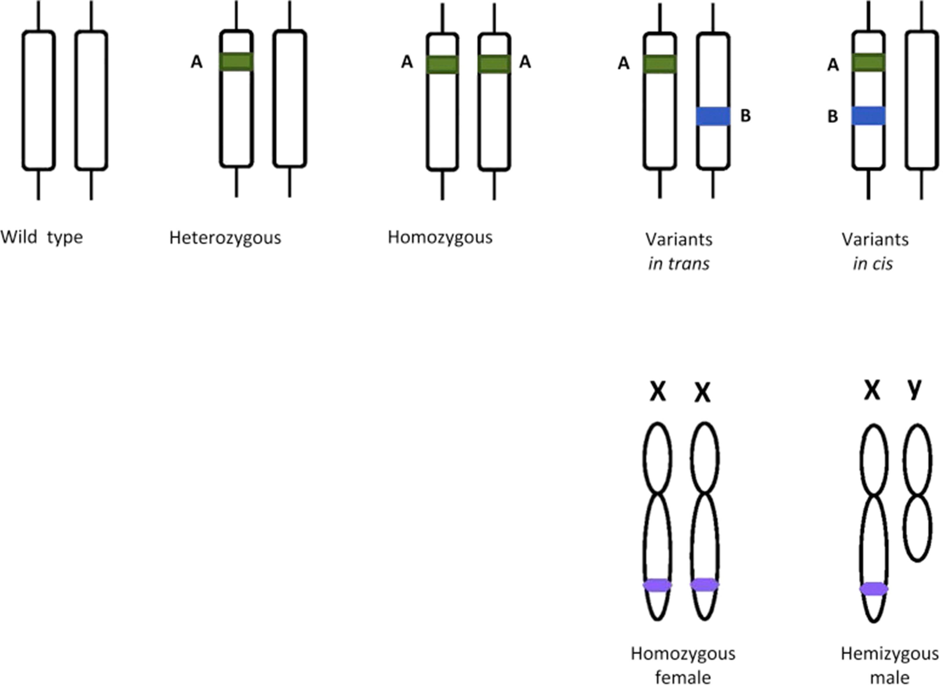 【佳学基因检测