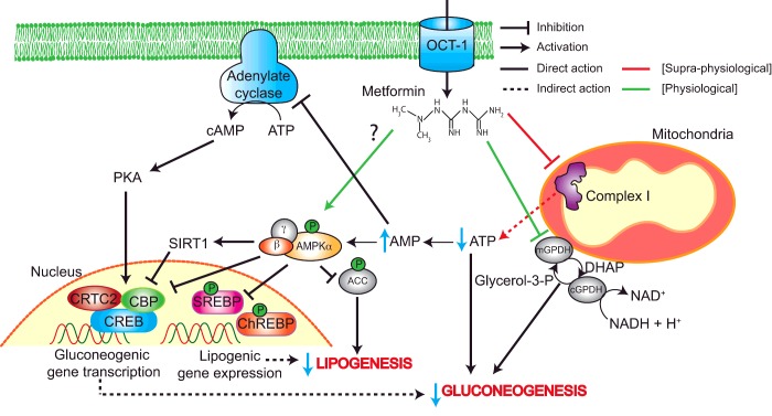 【佳学基因检测】二甲双胍用药指导基因检测——药物作用靶点的基因解码分析 【佳学基因检测】二甲双胍用药指导基因检测——药物作用靶点的基因解码分析