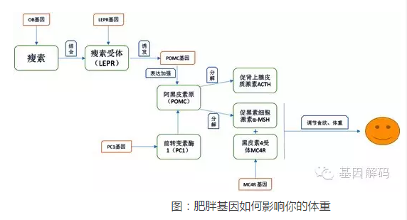 【佳学基因-基因检测】体型发育基因解码 【佳学基因-基因检测】体型发育基因解码