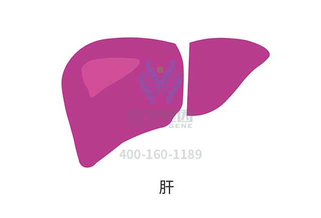 【佳学基因检测】阿拉吉尔综合征（Alagille syndrome）基因解码、基因检测