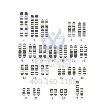 【佳学基因解码-基因检测】亨廷顿舞蹈症基因检测没有结果怎么办？