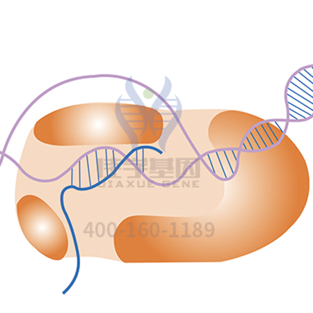 【佳学基因检测】顽固性肥胖基因解码、基因检测 【佳学基因检测】顽固性肥胖基因解码、基因检测