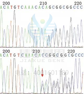 【基因检测基因解码案例】高肌氨酸血症——佳学基因 【基因检测基因解码案例】高肌氨酸血症——佳学基因