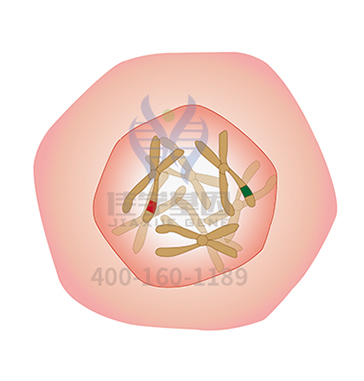 【佳学基因解码-基因检测】基因检测确诊NF1神经纤维瘤后怎么办?该如何治疗? 【佳学基因解码-基因检测】基因检测确诊NF1神经纤维瘤后怎么办?该如何治疗?